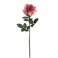 Carol Princess rose 76 cm